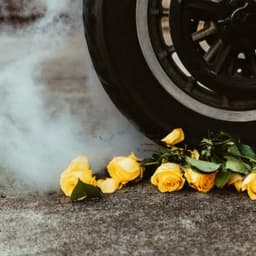 Yellow Roses - Highly Suspect