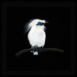 Les morsures d'escargot - Blundetto